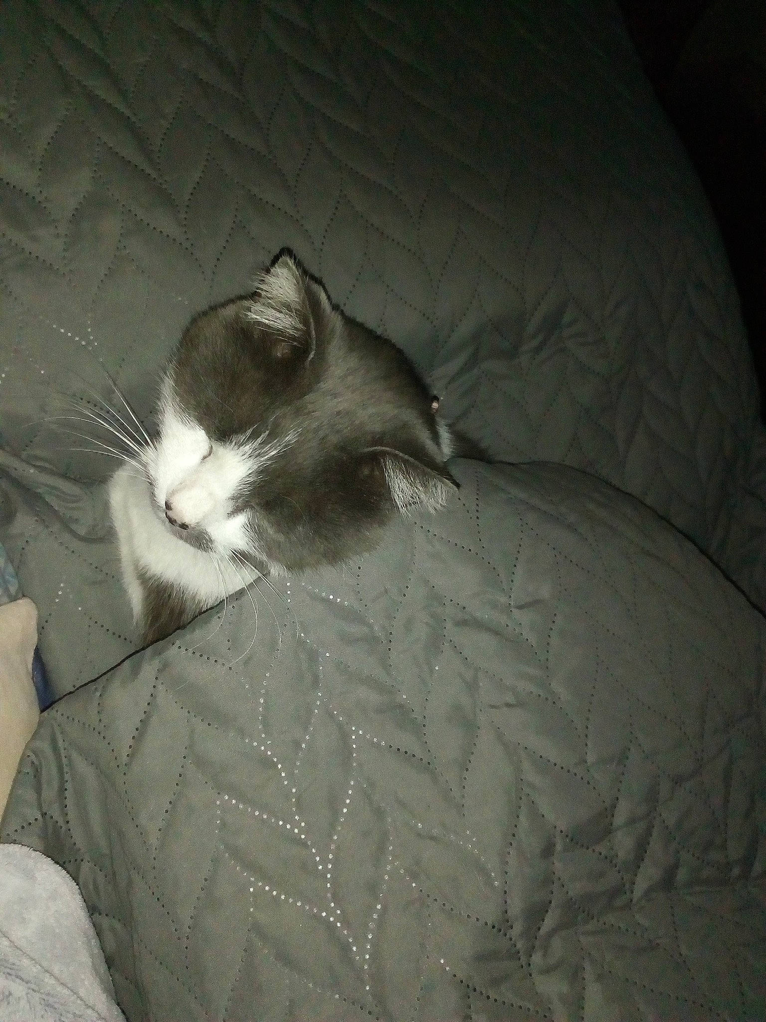 Chipie participe au concours pour gagner de l'argent avec cette photo : black, black_and_white, carnivore, cat, domestic_short_haired_cat, felidae, fur, small_to_medium_sized_cats, tail, whiskers