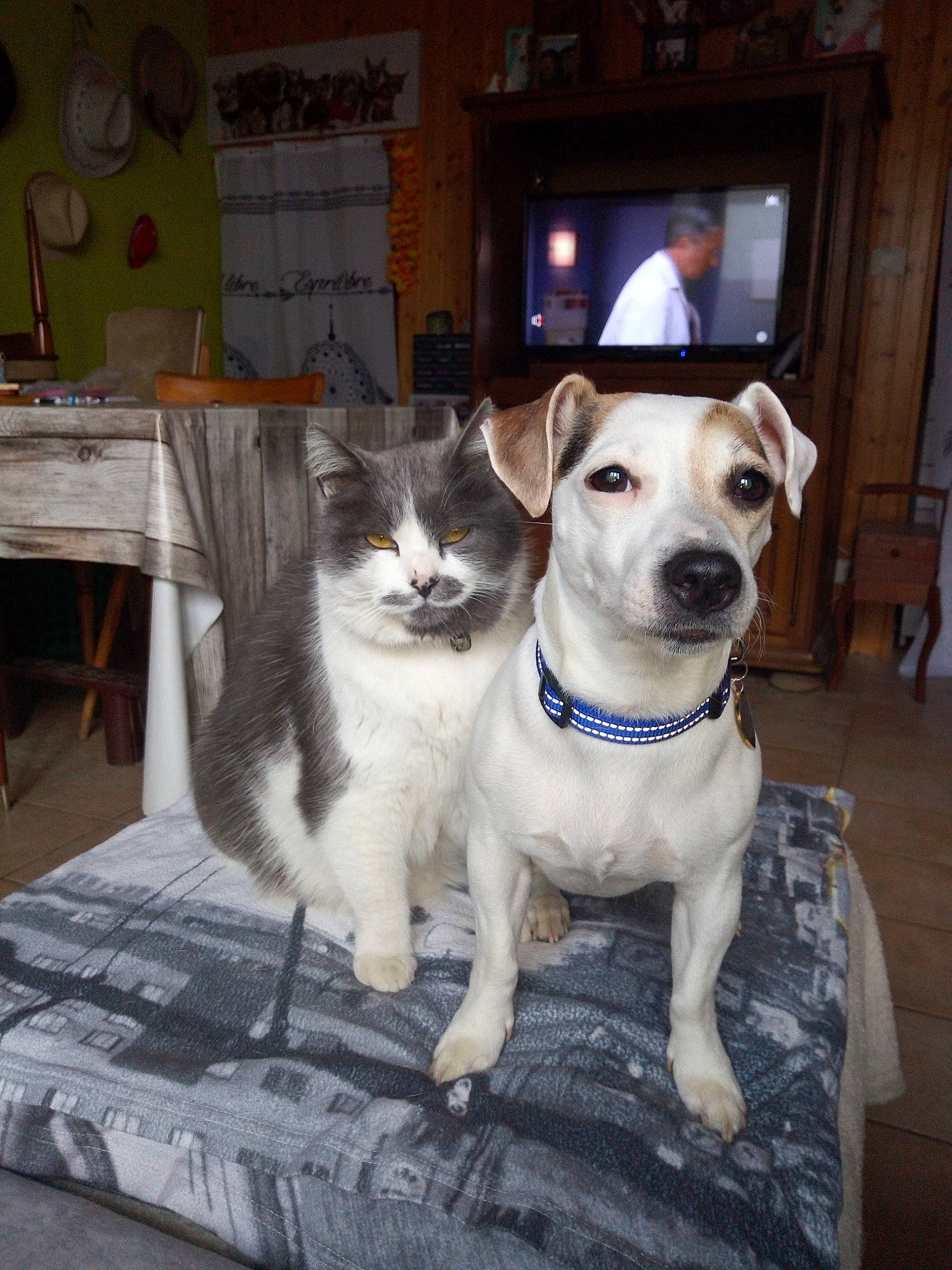 Chipie a rejoint le concours — aidez-le/la à gagner de superbes lots ! adventure, canidae, carnivore, companion_dog, dog, dog_breed, fawn, feist, mammal, rat_terrier, russell_terrier, snout, sporting_group, whiskers