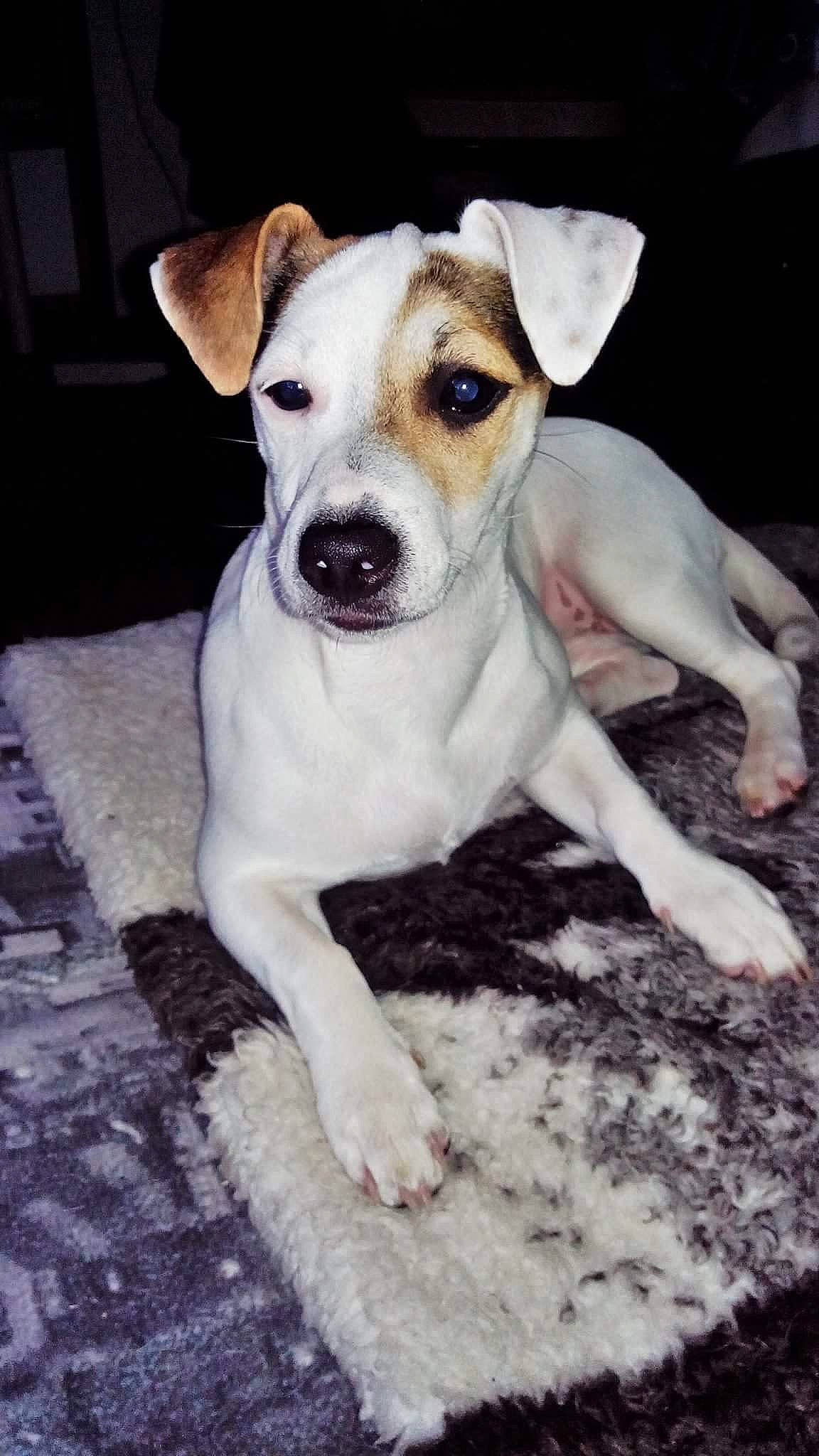 Moon participe au concours pour gagner de l'argent avec cette photo : canidae, carnivore, companion_dog, danish_swedish_farmdog, dog, dog_breed, fawn, feist, irishjacks, jack_russell_terrier, mammal, miniature_fox_terrier, potcake_dog, puppy, rare_breed_dog, russell_terrier, snout, sporting_group, treeing_feist, vertebrate