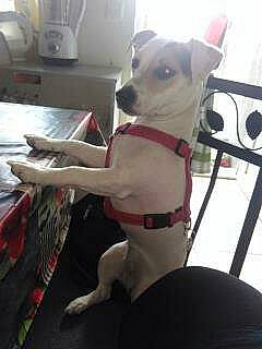 Moon a rejoint le concours — aidez-le/la à gagner de superbes lots ! canidae, carnivore, chihuahua, companion_dog, dog, dog_breed, fawn, feist, mammal, non_sporting_group, toy_dog, vertebrate