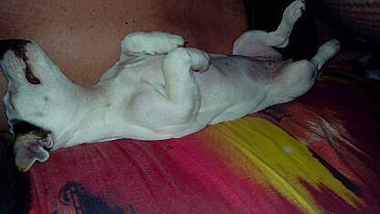 Moon participe au concours pour gagner de l'argent avec cette photo : canidae, carnivore, dog, dog_breed, fawn, great_dane, non_sporting_group, puppy, sporting_group, tail