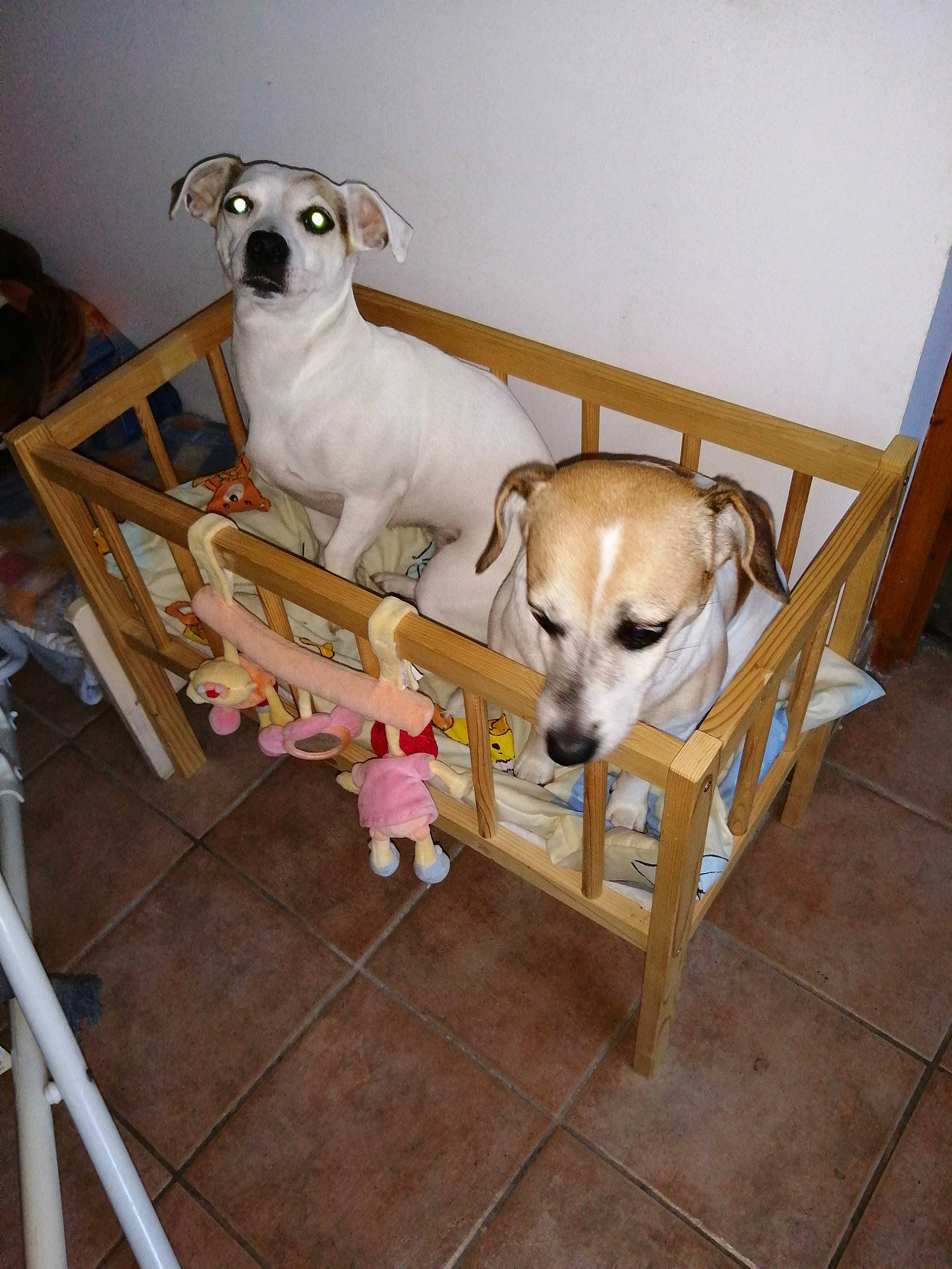 Louna participe au concours pour gagner de l'argent avec cette photo : animal_shelter, canidae, carnivore, companion_dog, dog, dog_breed, fawn, feist, floor, flooring, italian_greyhound, mammal, puppy, rare_breed_dog, snout, vertebrate, whippet