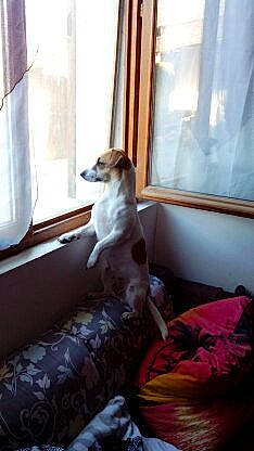 Louna participe au concours pour gagner de l'argent avec cette photo : canidae, carnivore, companion_dog, dog, dog_breed, fox_terrier, mammal, puppy, toy_dog, whippet