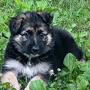Smokey is registered to the contest to win money with this photo: puppy, dog, german_shepherd, grass, greenery, outdoor, young, animal, cute, fur, pet, nature, leaf, plant, lying_down, adorable, eyes, canine, small, mammal