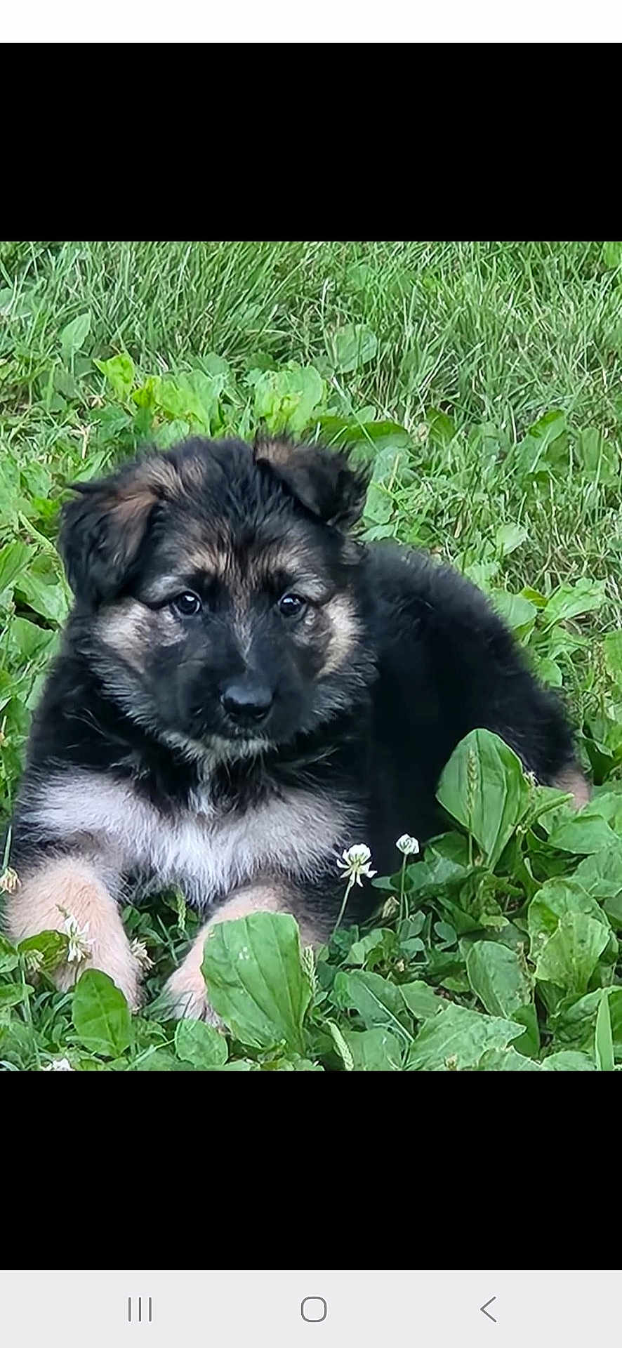 Smokey is registered to the contest to win money with this photo: puppy, dog, german_shepherd, grass, greenery, outdoor, young, animal, cute, fur, pet, nature, leaf, plant, lying_down, adorable, eyes, canine, small, mammal