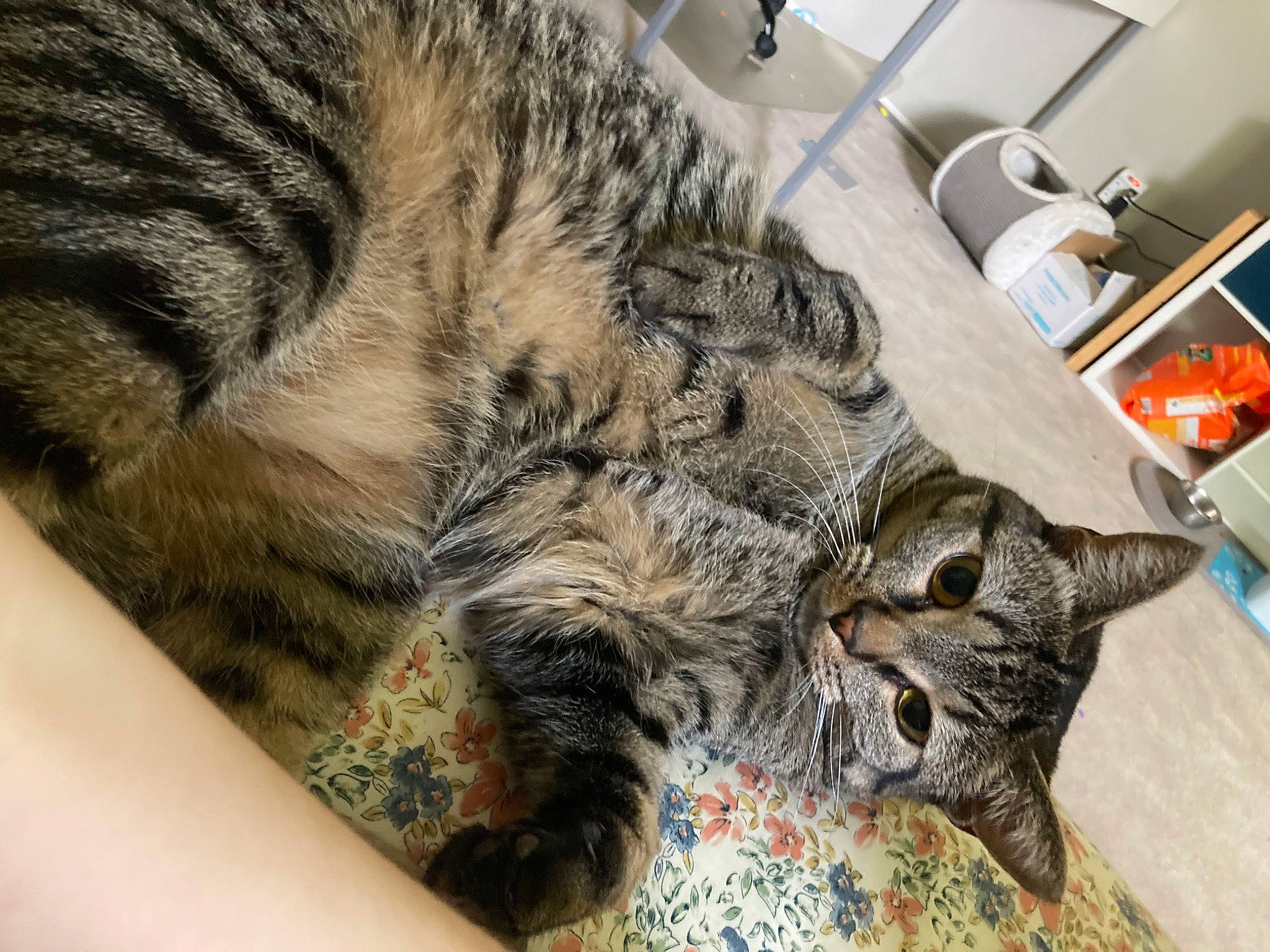 Kaz is registered to the contest to win money with this photo: bed, carnivore, cat, chair, claw, comfort, couch, domestic_short_haired_cat, felidae, fur, kitchen_utensil, nap, paper_towel, paw, room, sleep, small_to_medium_sized_cats, snout, tail, whiskers