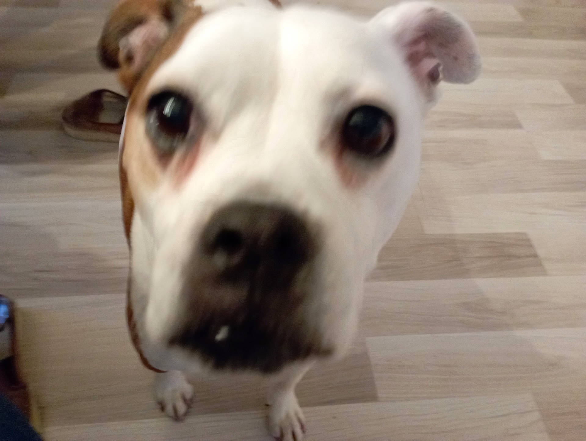 Mona a rejoint le concours — aidez-le/la à gagner de superbes lots ! animal, brown, canine, close_up, companion, curious, dog, domestic, ears, eyes, floor, friendly, furry, indoor, looking, paws, pet, portrait, snout, white