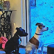 Kiss participe au concours pour gagner de l'argent avec cette photo : dog, indoor, glass_door, mat, wood_floor, plant, table, curious, pet, companion, sitting, brown_and_white_dog, black_dog, collar, home, decor, daylight, window, flooring, animal