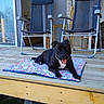 dog, black_dog, pet, animal, outdoor, deck, wooden_deck, chair, blue_chair, mat, colorful_mat, tongue_out, happy, relaxed, sunny, daylight, home, porch, furniture, smiling_dog