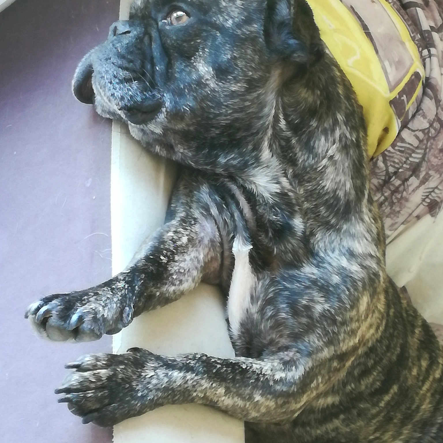 Mowgli