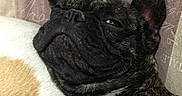 Mowgli a rejoint le concours — aidez-le/la à gagner de superbes lots ! bulldog, canidae, carnivore, companion_dog, dog, dog_breed, fawn, french_bulldog, mammal, non_sporting_group, pug, puppy, snout, toy_bulldog, toy_dog, vertebrate
