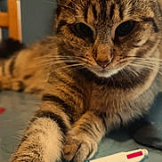 Ully participe au concours pour gagner de l'argent avec cette photo : cat, tabby_cat, pet, animal, feline, close_up, indoor, table, pen, paw, fur, whiskers, curious, resting, domestic_animal, striped, wooden_chair, background, soft_light, focus