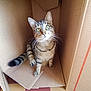 Ully a rejoint le concours — aidez-le/la à gagner de superbes lots ! cat, tabby_cat, cardboard_box, raised_paw, green_eyes, curious, pet, feline, whiskers, indoor, floor, striped, animal, cute, looking_up, playful, sitting, fur, young_cat, domestic_cat