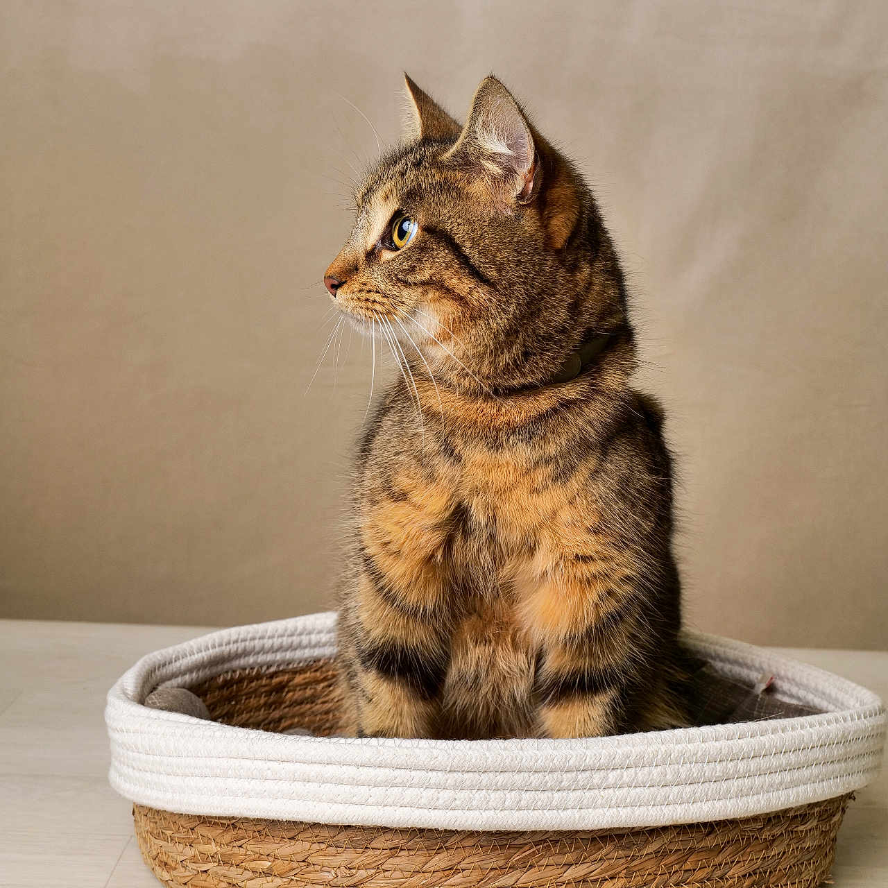 Ully a rejoint le concours — aidez-le/la à gagner de superbes lots ! animal, basket, cat, cozy, curious, domestic_animal, ears, eyes, feline, floor, fur, indoor, looking_away, neutral_background, pet, portrait, sitting, tabby_cat, whiskers, woven_basket