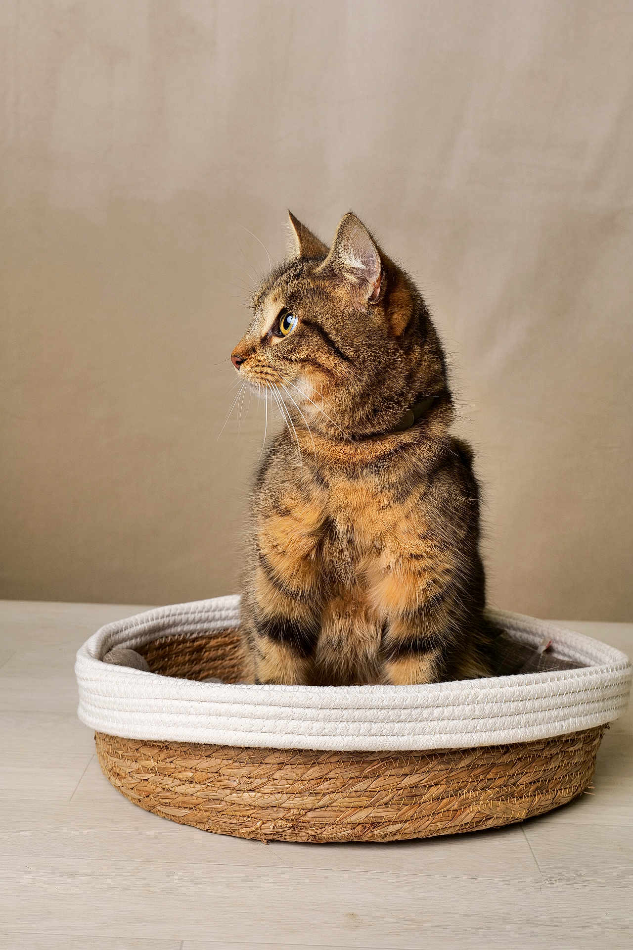 Ully a rejoint le concours — aidez-le/la à gagner de superbes lots ! cat, tabby_cat, pet, animal, feline, basket, woven_basket, indoor, fur, whiskers, ears, eyes, portrait, looking_away, curious, cozy, floor, neutral_background, domestic_animal, sitting