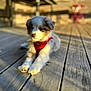 Alf participe au concours pour gagner de l'argent avec cette photo : puppy, dog, red_harness, wooden_deck, sunlight, shadow, outdoor, blurred_background, pet, animal, fur, young_dog, relaxed, daylight, closeup, planks, resting, cute, canine, summer