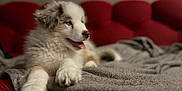 Alf a rejoint le concours — aidez-le/la à gagner de superbes lots ! puppy, dog, fluffy, blanket, red_couch, indoor, pet, relaxed, tongue_out, fur, cute, animal, cozy, resting, soft, home, comfort, smiling, friendly, canine