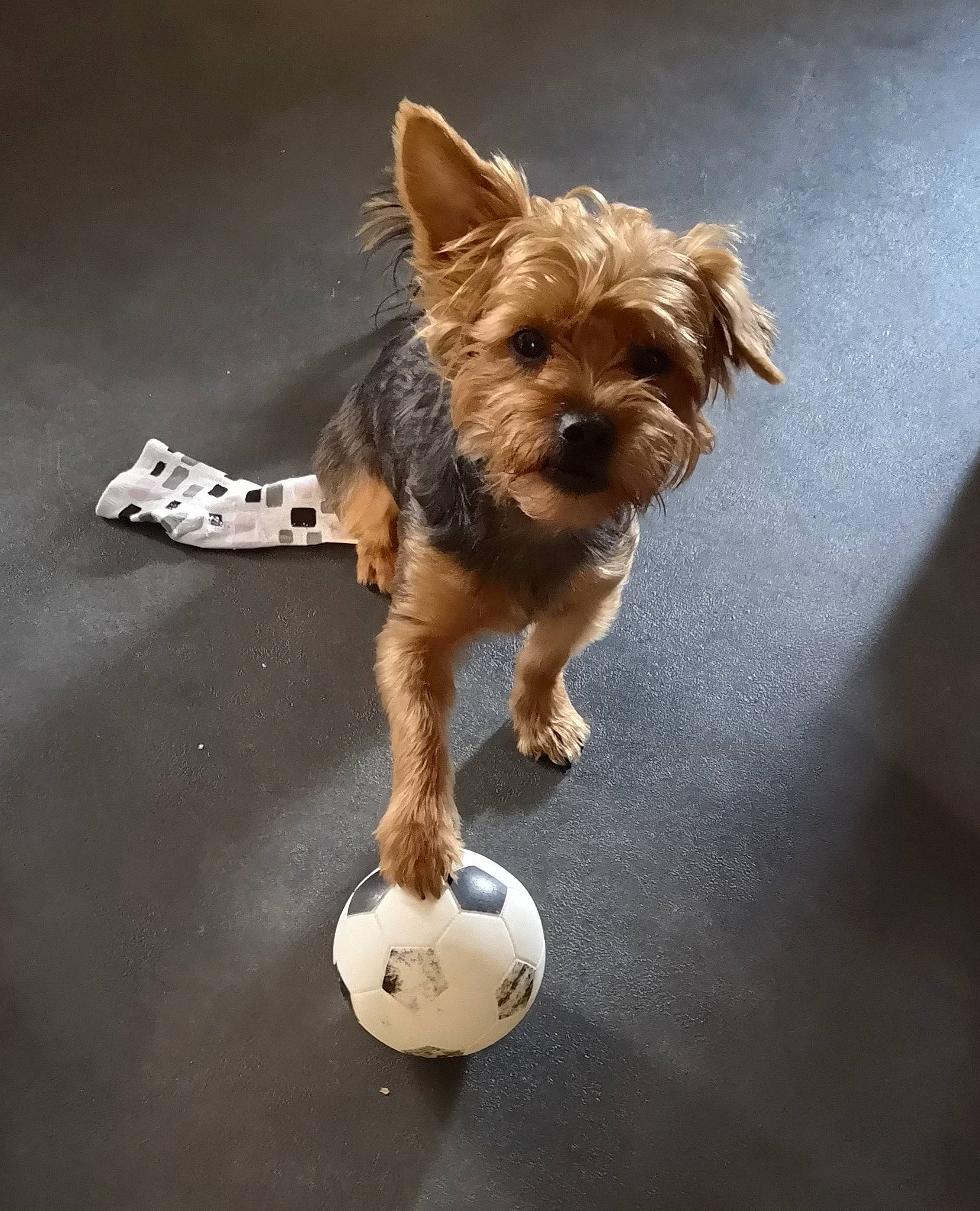Oscar a rejoint le concours — aidez-le/la à gagner de superbes lots ! australian_silky_terrier, australian_terrier, ball, cairn_terrier, canidae, carnivore, companion_dog, dog, dog_breed, dog_toy, mammal, morkie, norwich_terrier, puppy, rare_breed_dog, small_terrier, terrier, toy_dog, yorkipoo, yorkshire_terrier