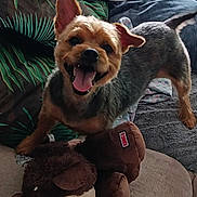 Oscar a rejoint le concours — aidez-le/la à gagner de superbes lots ! dog, smiling, tongue_out, pet, indoor, plush_toy, couch, blanket, pillow, happy, fur, ears, tail, toy, home, animal, cute, playful, mammal, companion