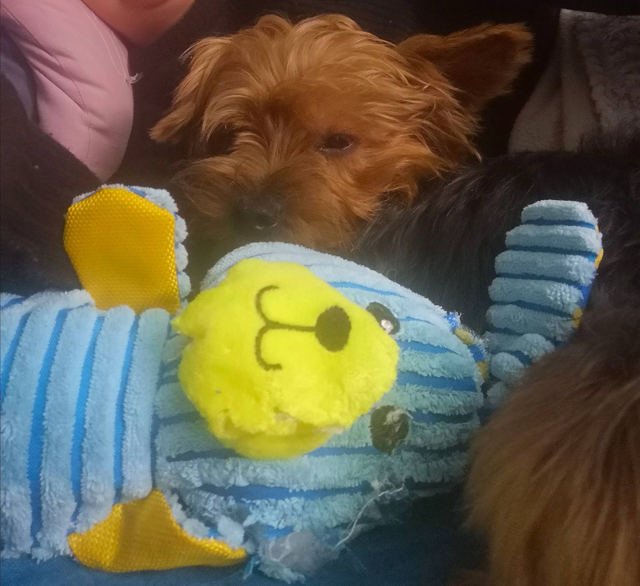 Oscar participe au concours pour gagner de l'argent avec cette photo : australian_terrier, canidae, carnivore, cavapoo, cockapoo, companion_dog, dog, dog_breed, dog_clothes, dog_toy, norfolk_terrier, poodle_crossbreed, puppy, rare_breed_dog, schnoodle, snout, sporting_group, sporting_lucas_terrier, terrier, toy_dog