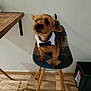 Oscar a rejoint le concours — aidez-le/la à gagner de superbes lots ! dog, small_dog, bow_tie, collar, chair, patchwork_chair, wooden_floor, indoor, pet, furniture, brown_dog, black_bow_tie, standing, cute, animal, companion, domestic_animal, interior, white_wall, legs
