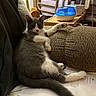 animal, cat, couch, cozy, cute, domestic, fur, furniture, gray_cat, household_items, humidifier, indoor, living_room, paw, pet, relaxed, resting, stretching, tail, white_cat
