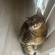 Michi joined the competition — help win amazing prizes! brown_fur, cat, close_up, curious, cute, domestic_animal, feline, funny, glasses, indoor, light, pet, portrait, shadow, sitting, striped_fur, tabby_cat, whiskers, window, wooden_floor