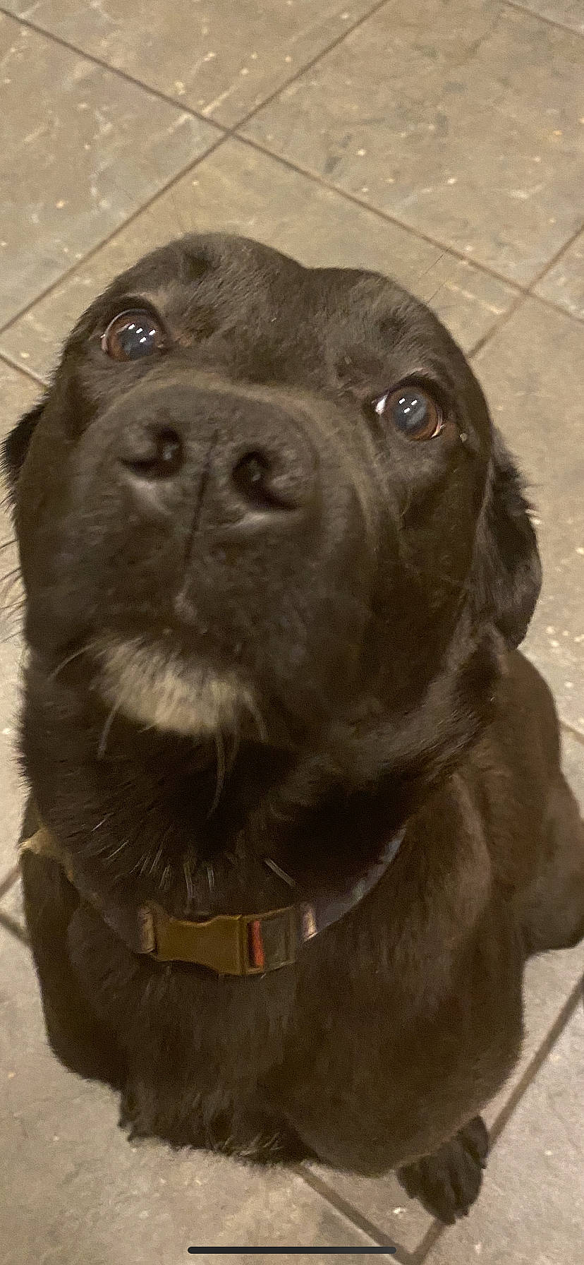 Cannon joined the competition — help win amazing prizes! borador, canidae, carnivore, collar, companion_dog, dog, dog_breed, dog_collar, fawn, fur, gun_dog, hunting_dog, labrador_retriever, liver, pet_supply, snout, sporting_group, terrestrial_animal, whiskers, working_animal