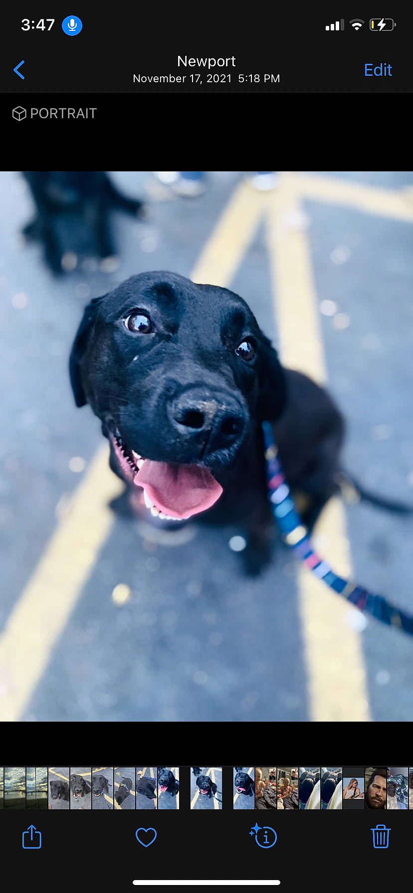 Cannon joined the competition — help win amazing prizes! canidae, carnivore, collar, companion_dog, dog, dog_breed, dog_collar, dog_supply, electric_blue, gun_dog, leash, pet_supply, pointing_breed, retriever, snout, snow, sporting_group, whiskers, winter, working_animal