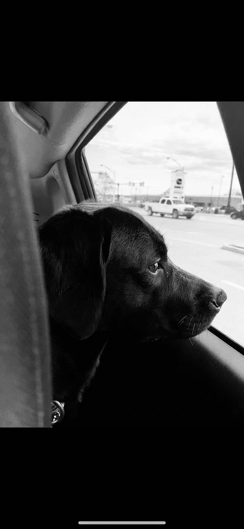 Cannon is registered to the contest to win money with this photo: automotive_design, automotive_mirror, black_and_white, carnivore, cloud, companion_dog, dog, dog_breed, dog_collar, monochrome, monochrome_photography, motor_vehicle, sky, style, tints_and_shades, vehicle, vehicle_door, whiskers, window, windshield