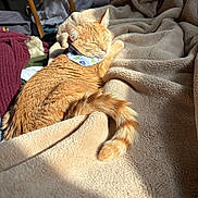 Mairi is registered to the contest to win money with this photo: cat, orange_cat, sleeping, relaxed, pet, animal, bandana, blanket, plush, sunlight, sunbeam, indoors, bed, cozy, curled_up, fur, tabby, home, nap, cute