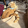 cat, orange_cat, sleeping, relaxed, pet, animal, bandana, blanket, plush, sunlight, sunbeam, indoors, bed, cozy, curled_up, fur, tabby, home, nap, cute