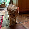 cat, orange_cat, kitten, pet, animal, standing, curious, raised_tail, indoors, tile_floor, terracotta, wooden_cabinet, window, sunlight, basket, rug, home, portrait, closeup, feline