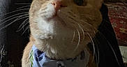 Mairi joined the competition — help win amazing prizes! cat, cream_cat, feline, pet, animal, portrait, close_up, whiskers, ears, eyes, nose, fur, bib, collar, indoor, home, couch, rug, curious, funny