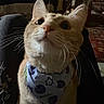 cat, cream_cat, feline, pet, animal, portrait, close_up, whiskers, ears, eyes, nose, fur, bib, collar, indoor, home, couch, rug, curious, funny
