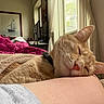cat, orange_cat, sleeping, nap, bed, blanket, bedroom, indoors, window, sunlight, whiskers, closed_eyes, pink_nose, fur, pet, relaxed, cozy, collar, portrait, home
