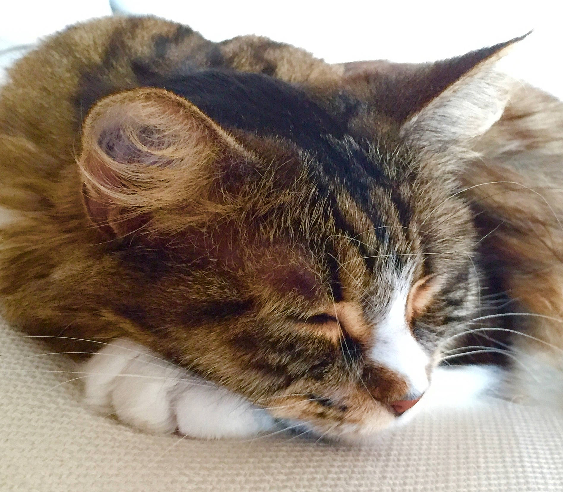 Leka a rejoint le concours — aidez-le/la à gagner de superbes lots ! aegean_cat, american_wirehair, carnivore, cat, domestic_short_haired_cat, ear, european_shorthair, eye, felidae, fur, kitten, nap, norwegian_forest_cat, sky, sleep, small_to_medium_sized_cats, snout, tabby_cat, whiskers