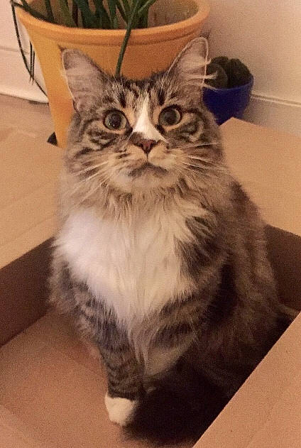 Leka a rejoint le concours — aidez-le/la à gagner de superbes lots ! american_shorthair, asian, asian_semi_longhair, british_semi_longhair, carnivore, cat, cymric, domestic_long_haired_cat, domestic_short_haired_cat, european_shorthair, felidae, kitten, maine_coon, mammal, norwegian_forest_cat, siberian, small_to_medium_sized_cats, tabby_cat, vertebrate, whiskers