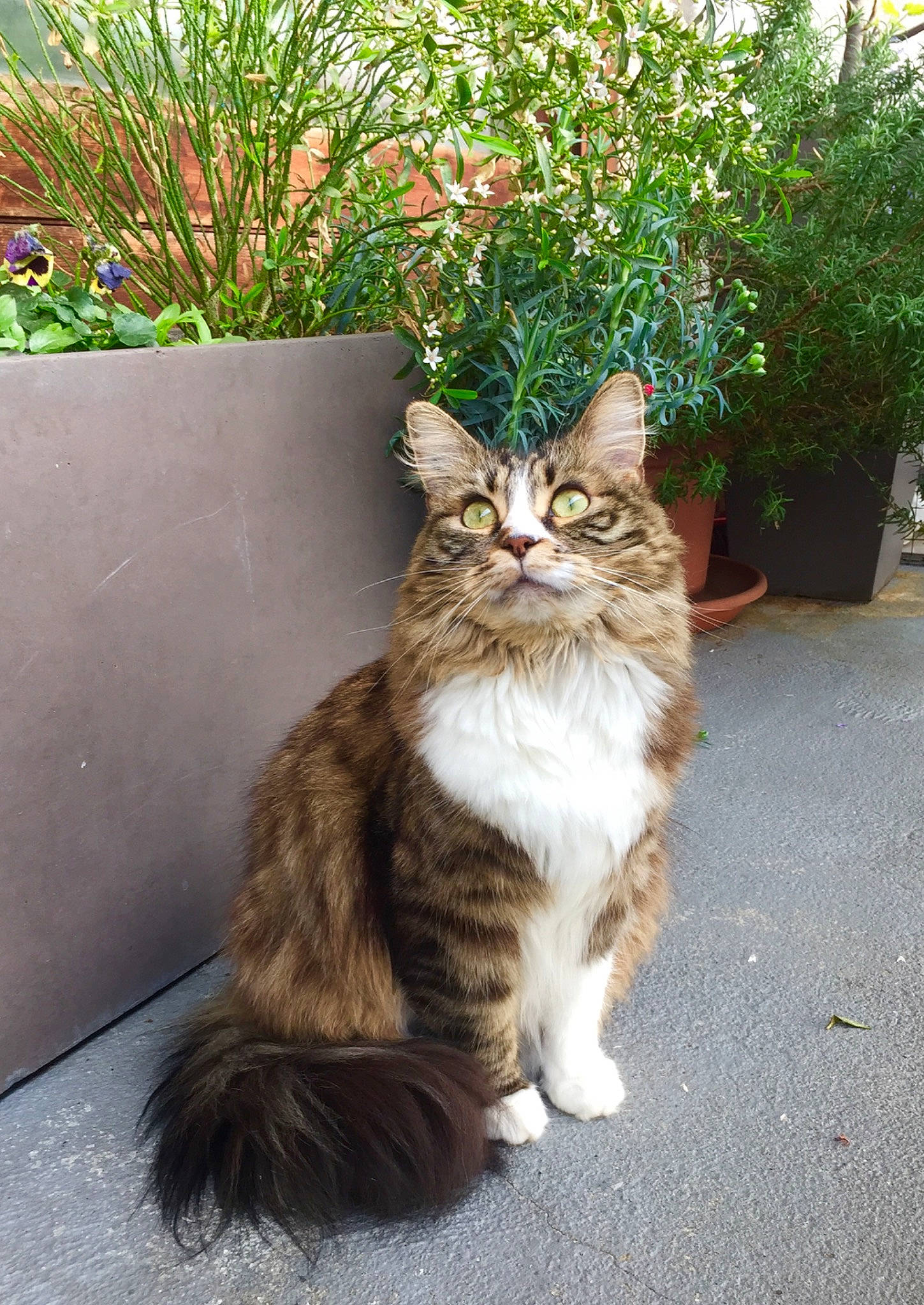 Leka a rejoint le concours — aidez-le/la à gagner de superbes lots ! aegean_cat, american_curl, carnivore, cat, cymric, domestic_long_haired_cat, domestic_short_haired_cat, european_shorthair, felidae, grass, maine_coon, mammal, norwegian_forest_cat, plant, siberian, small_to_medium_sized_cats, tabby_cat, vertebrate, whiskers, wild_cat