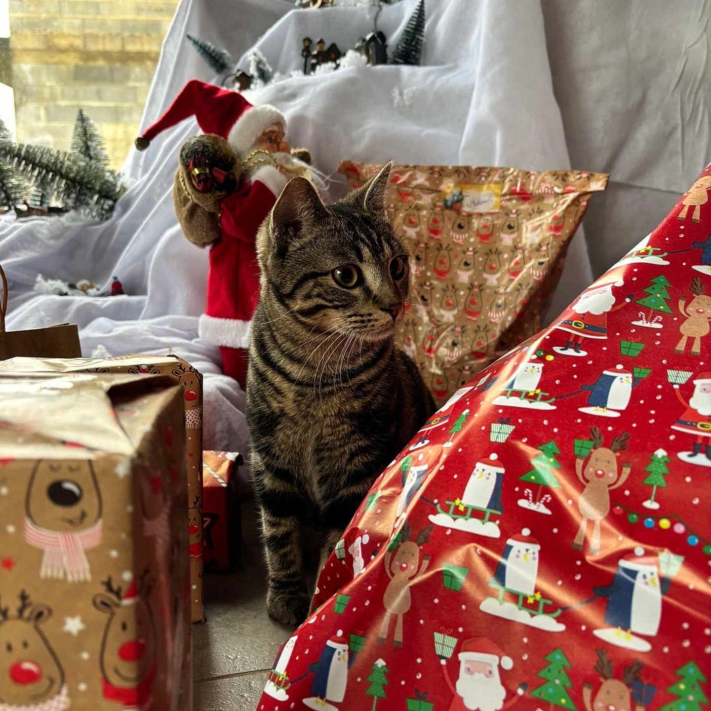 Tao a rejoint le concours — aidez-le/la à gagner de superbes lots ! accessories, animal, baby, bag, bed, bedroom, blanket, box, cat, clothing, couch, cushion, furniture, glove, handbag, homedecor, indoors, kitten, person, pet
