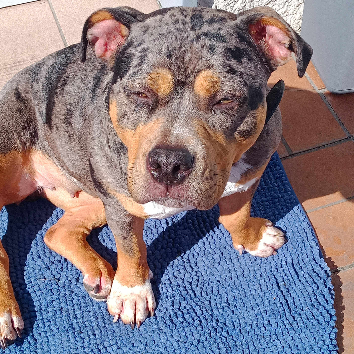 Athena participe au concours pour gagner de l'argent avec cette photo : dog, brindle, pet, animal, sunlight, mat, blue, tile_floor, outdoor, relaxed, sitting, paw, face, ears, snout, fur, shadow, daylight, closeup, canine