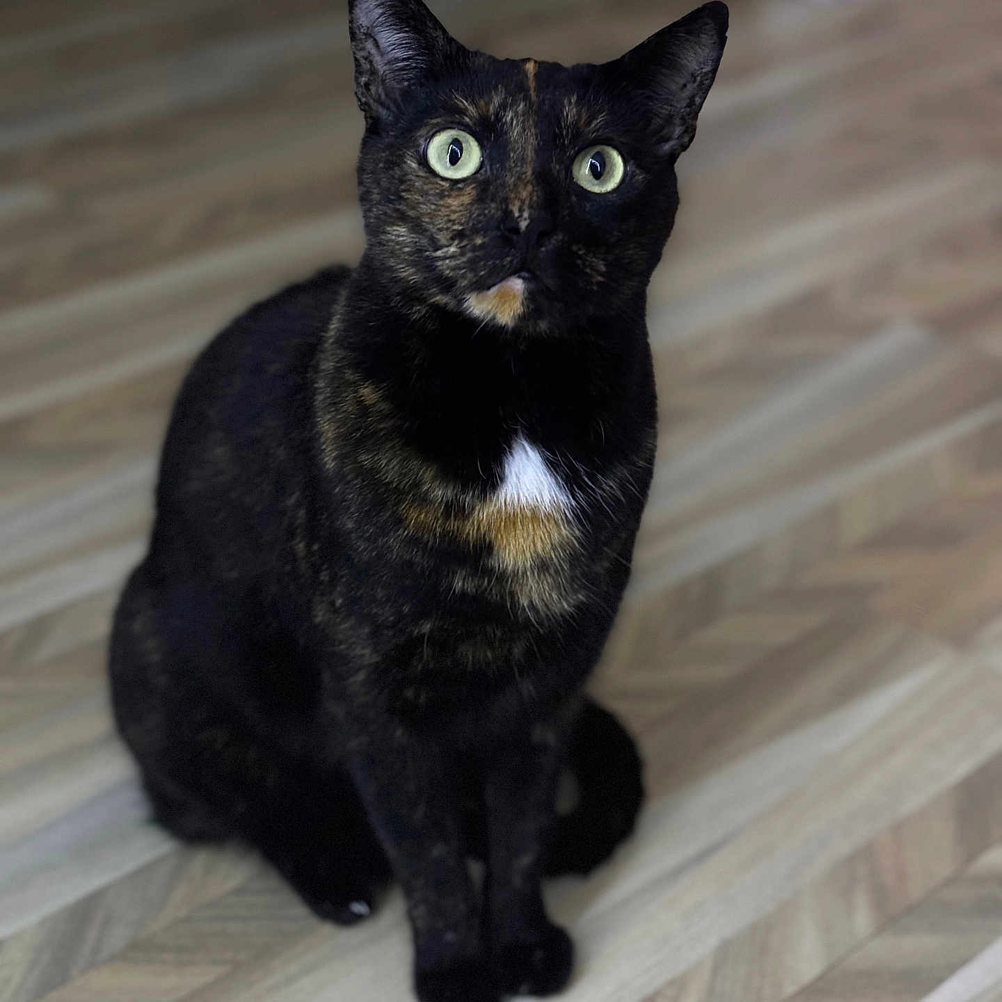 Noisette participe au concours pour gagner de l'argent avec cette photo : abyssinian, animal, blackcat, brasssection, cat, egyptiancat, hardwood, horn, kitten, manx, musicalinstrument, pet, plywood, wood