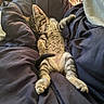 animal, blanket, cat, comfortable, cozy, cute, domestic, feline, fur, indoor, kitten, paw, pet, relaxed, resting, sleeping, soft, striped, tabby, young