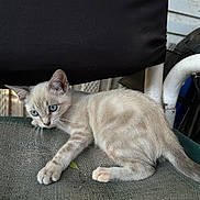 Nova joined the competition — help win amazing prizes! kitten, cat, blue_eyes, fur, curious, animal, pet, chair, texture, outdoor, black_fabric, whiskers, paw, young, small, cute, feline, domestic, sitting, alert