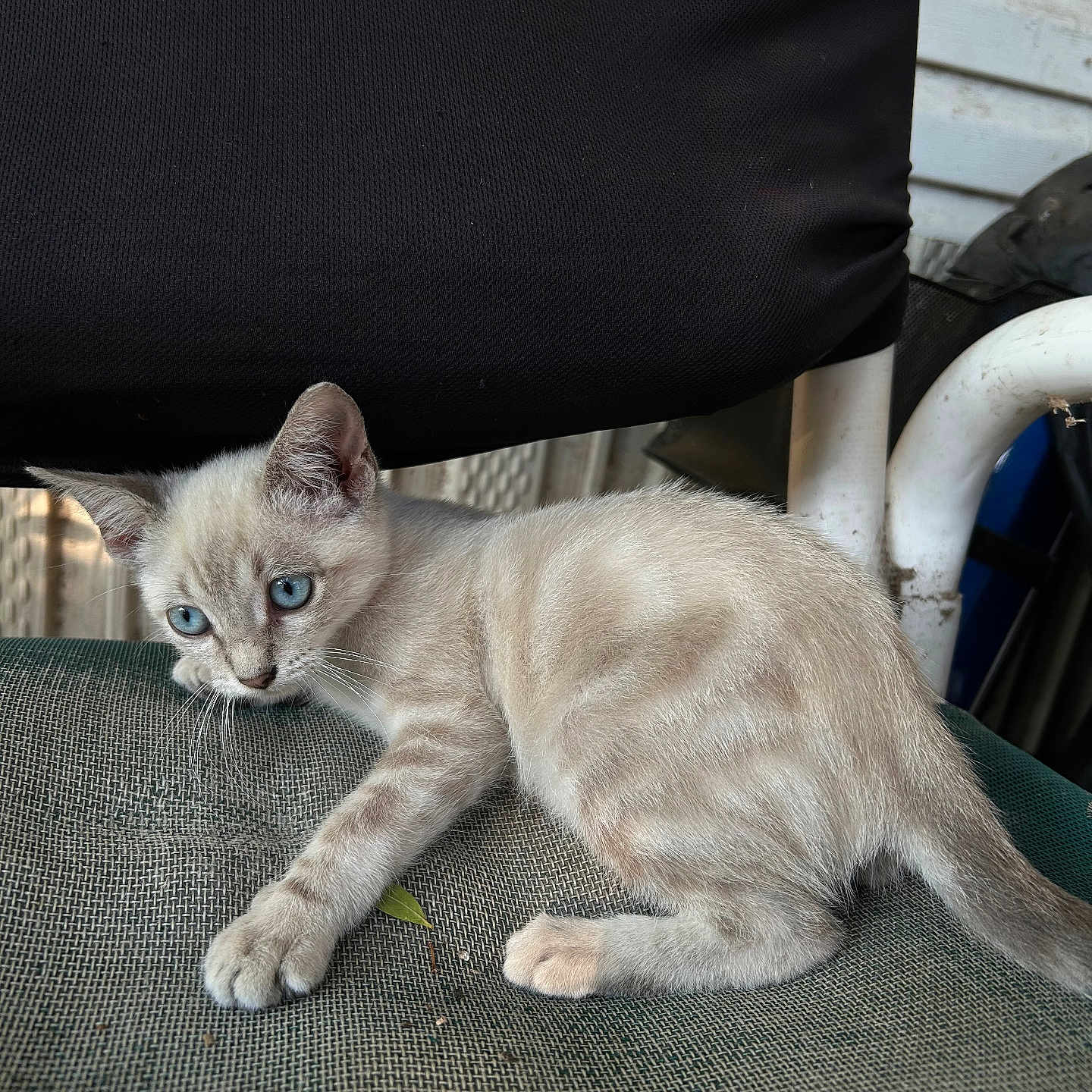 Nova joined the competition — help win amazing prizes! alert, animal, black_fabric, blue_eyes, cat, chair, curious, cute, domestic, feline, fur, kitten, outdoor, paw, pet, sitting, small, texture, whiskers, young