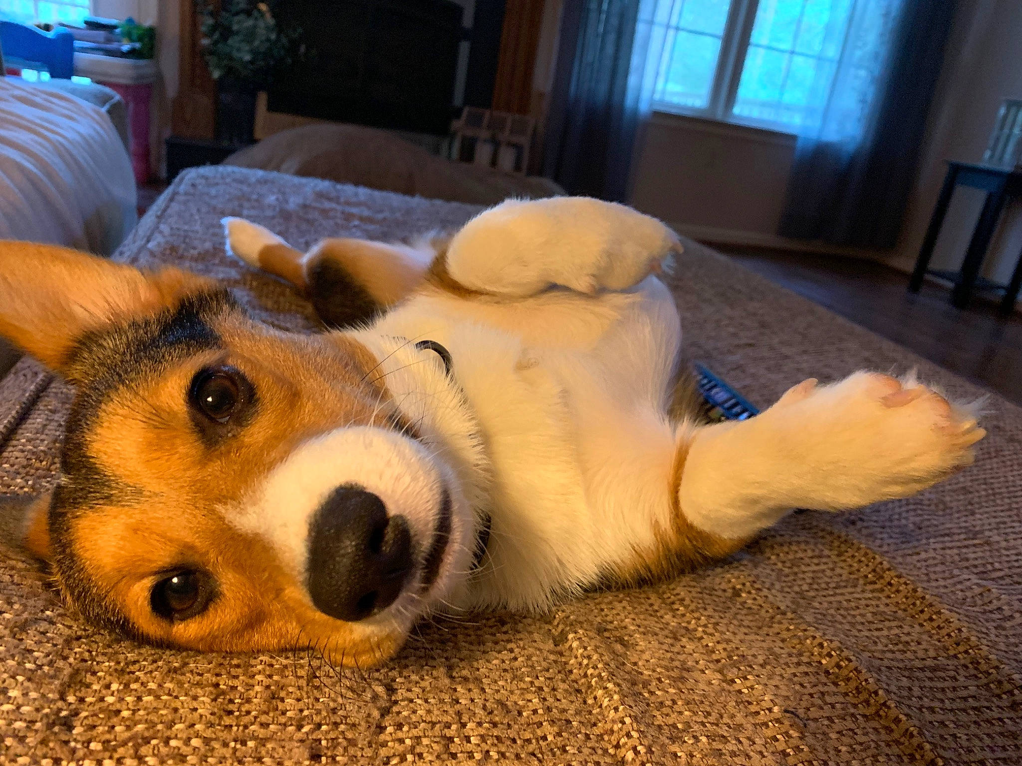 Reece joined the competition — help win amazing prizes! canidae, cardigan_welsh_corgi, carnivore, companion_dog, dog, dog_breed, fur, mammal, nose, paw, pembroke_welsh_corgi, puppy, russell_terrier, snout, vertebrate, welsh_corgi, whiskers