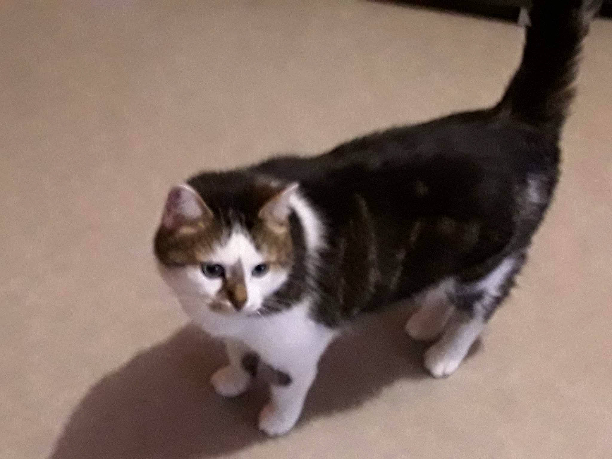 Bounthy participe au concours pour gagner de l'argent avec cette photo : balance, carnivore, cat, claw, dog_breed, domestic_short_haired_cat, felidae, flooring, fur, hardwood, paw, small_to_medium_sized_cats, snout, tail, terrestrial_animal, whiskers, wood