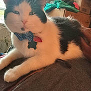 Gizmo And Little Man is registered to the contest to win money with this photo: cat, black_and_white, bow_tie, collar, indoor, pet, animal, feline, resting, person, clothing, window, natural_light, face, paw, fur, tag, home, casual, relaxed