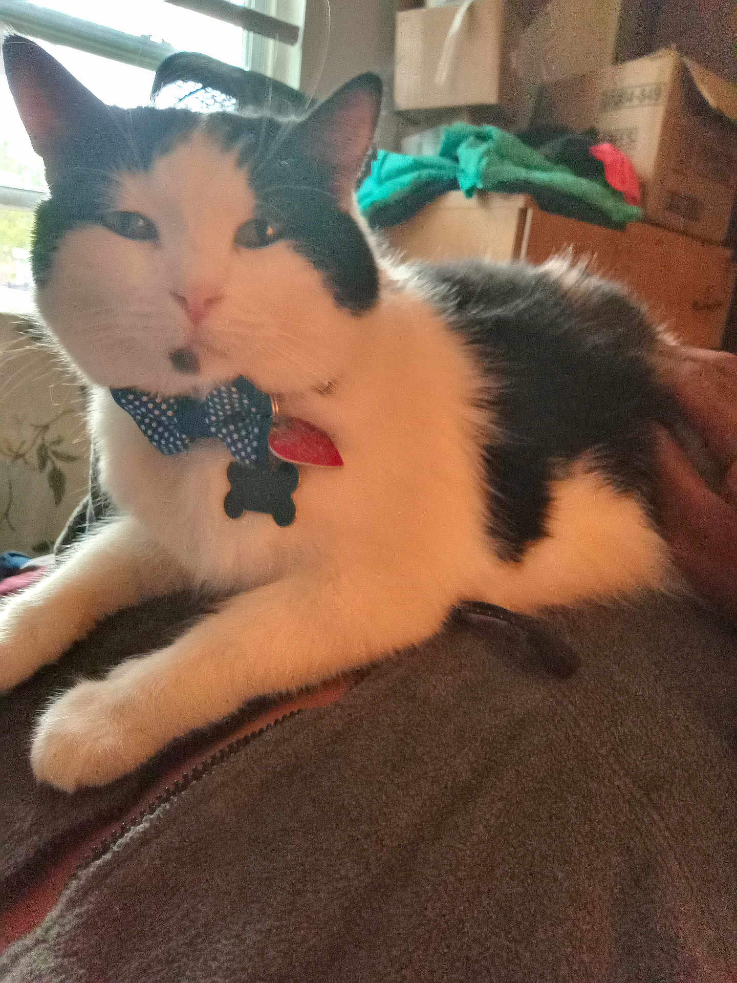 Gizmo And Little Man