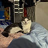 Oxo a rejoint le concours — aidez-le/la à gagner de superbes lots ! cat, cats, pet, animal, gray_and_white, fluffy, sitting, sleeping, lying_down, bed, bedroom, blanket, bedding, pillow, cozy, indoors, clothing, closet, storage_case, portrait